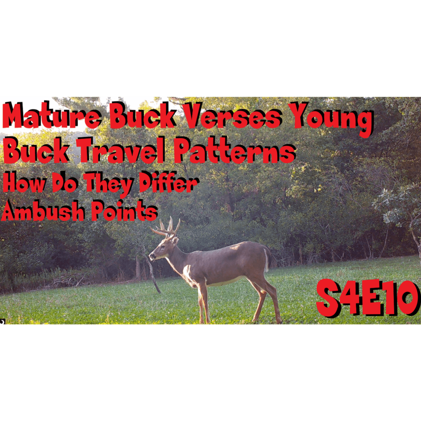 Mature bucks verses younger buck travel route patterns do they differ s4e10