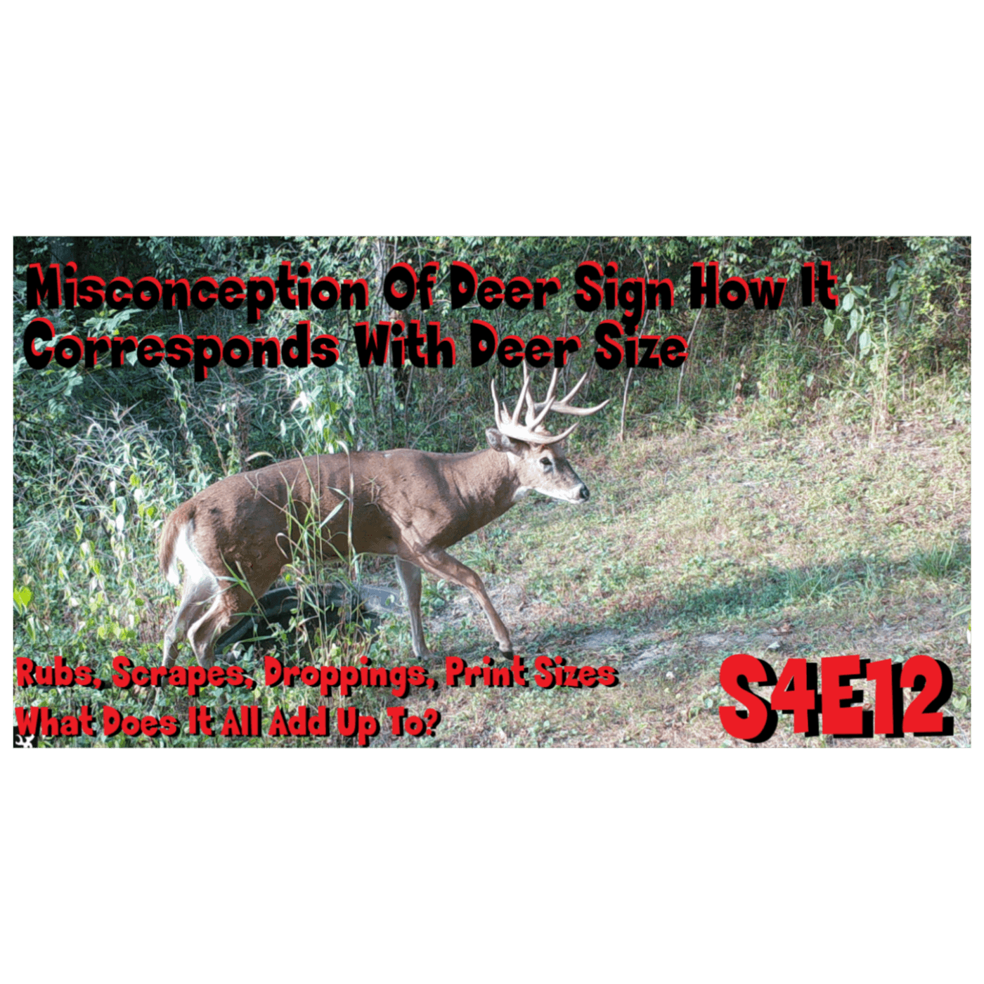 Misconception of deer sign, and how it corresponds with deer size s4e12