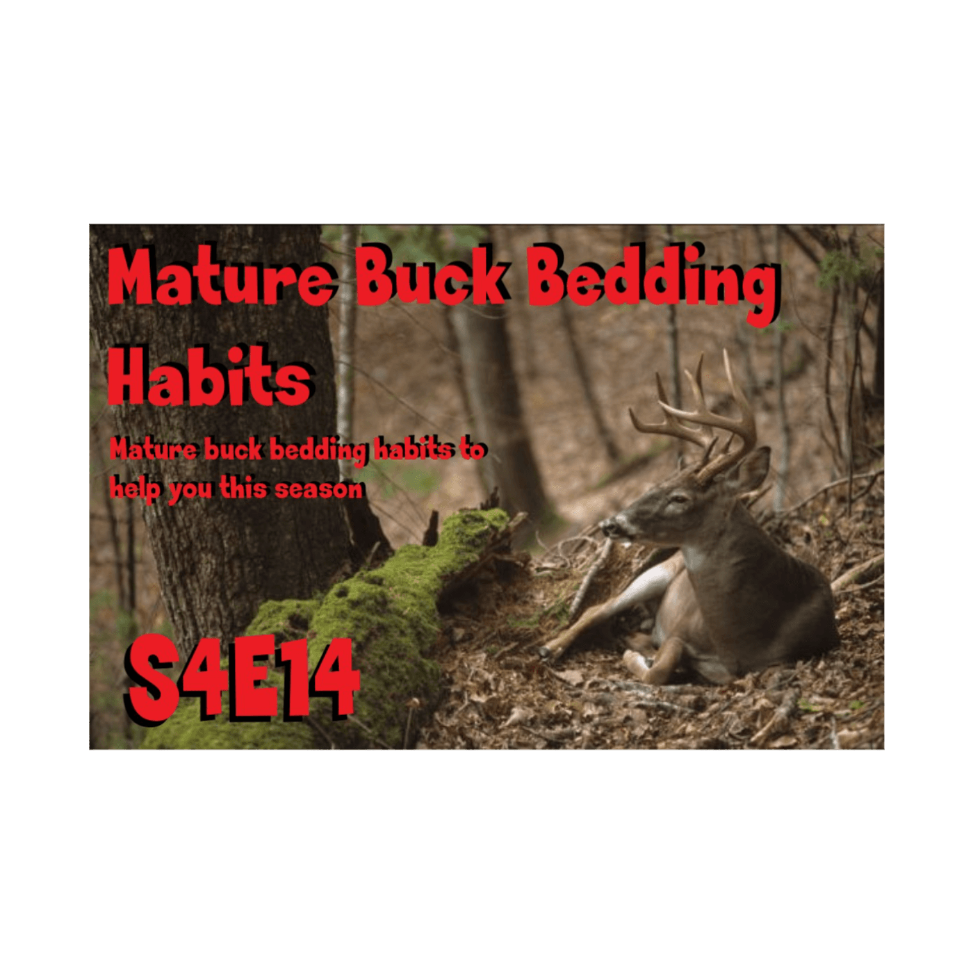 Mature buck bedding habits to help you this season s4e14