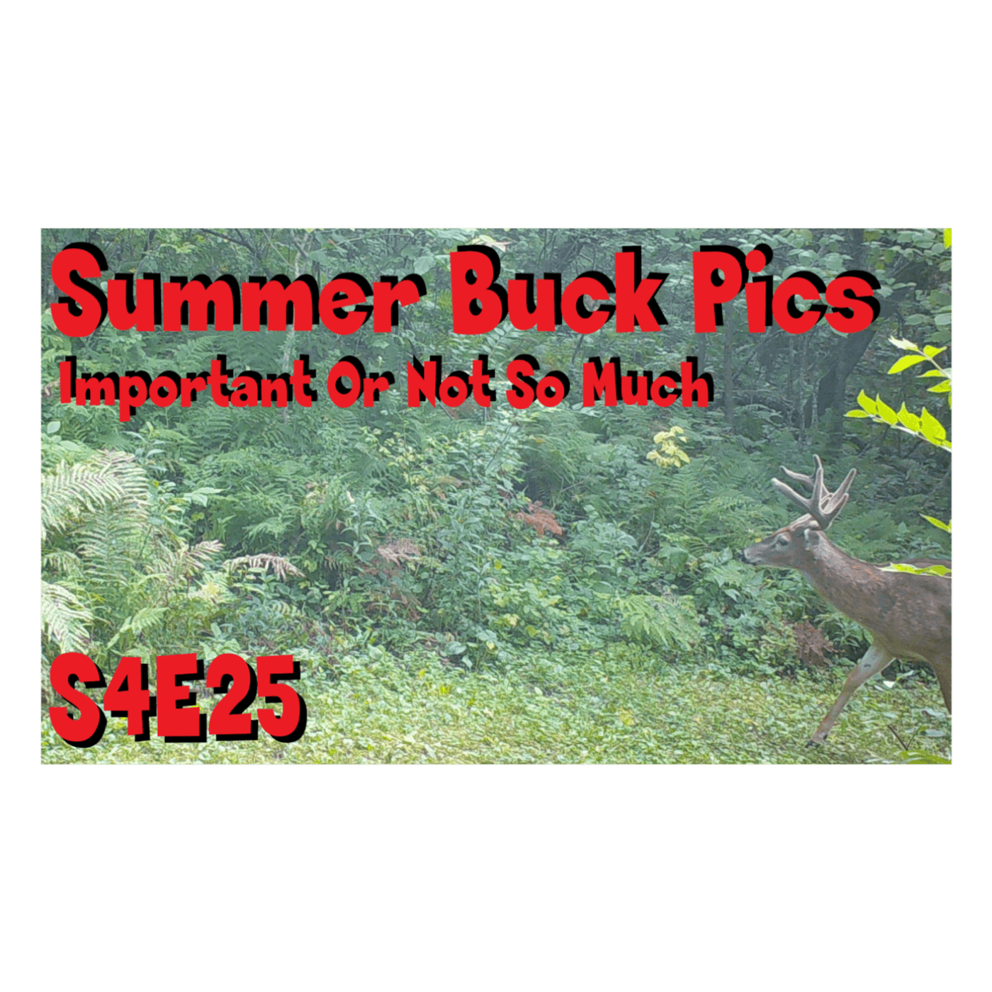 the importance of summer buck pics s4e25