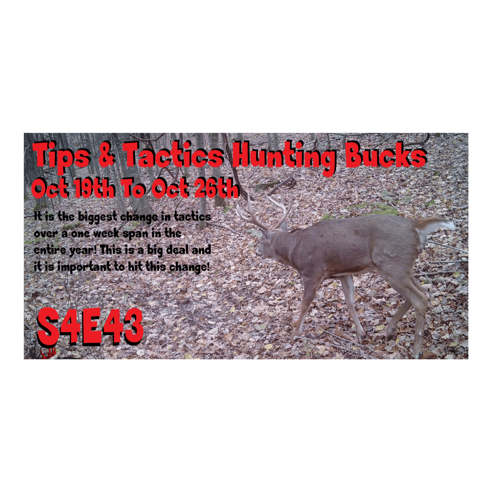 Tips and Tactics for hunting bucks Oct 19th to 26th The Obsession Podcast s4e43