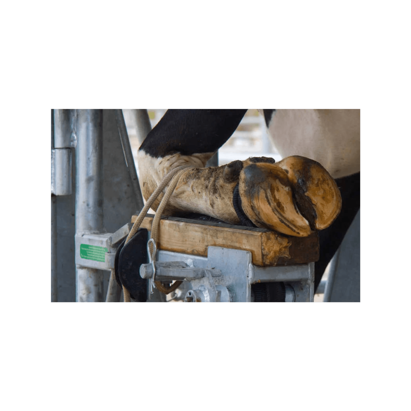 E418 Cut Lameness 50% in 12 Months: The $95,000 Strategy Top Dairies Use (But 80% Still Ignore)