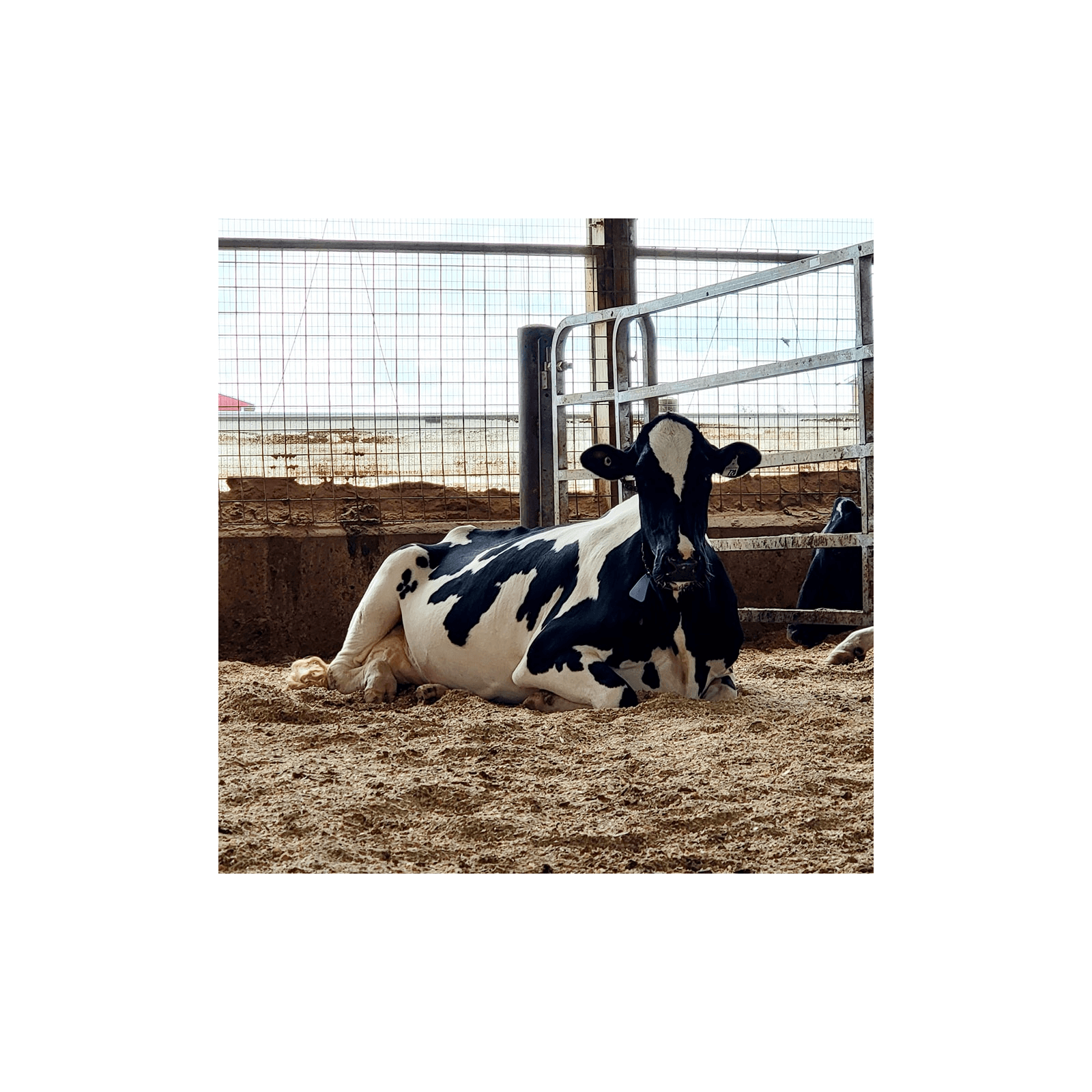 E419 The 15:1 ROI Protocol: How Anti-Inflammatory Treatment is Cutting Transition Disease in Half