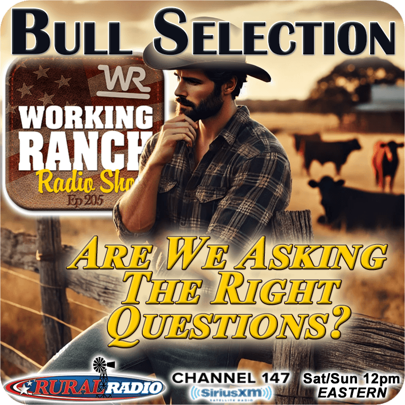 Ep 205: Bull Selection - Are We Asking the Right Questions?