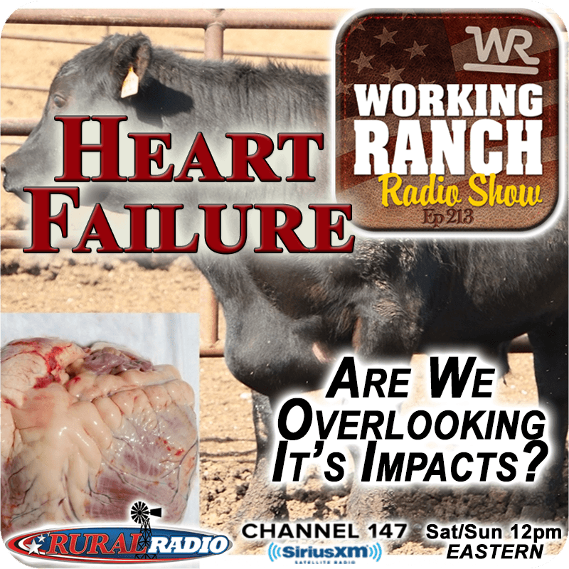Ep 213: Bovine Congestive Heart Failure… Are We Overlooking It’s Impacts?
