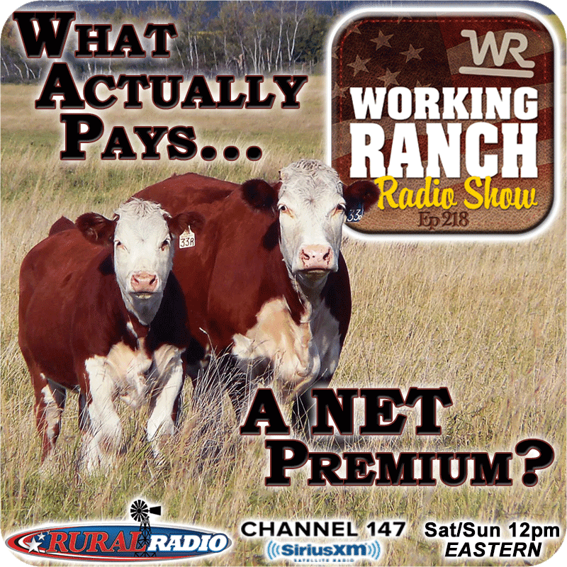 Ep 218: What Actually Pays A NET Premium on Your Calves?