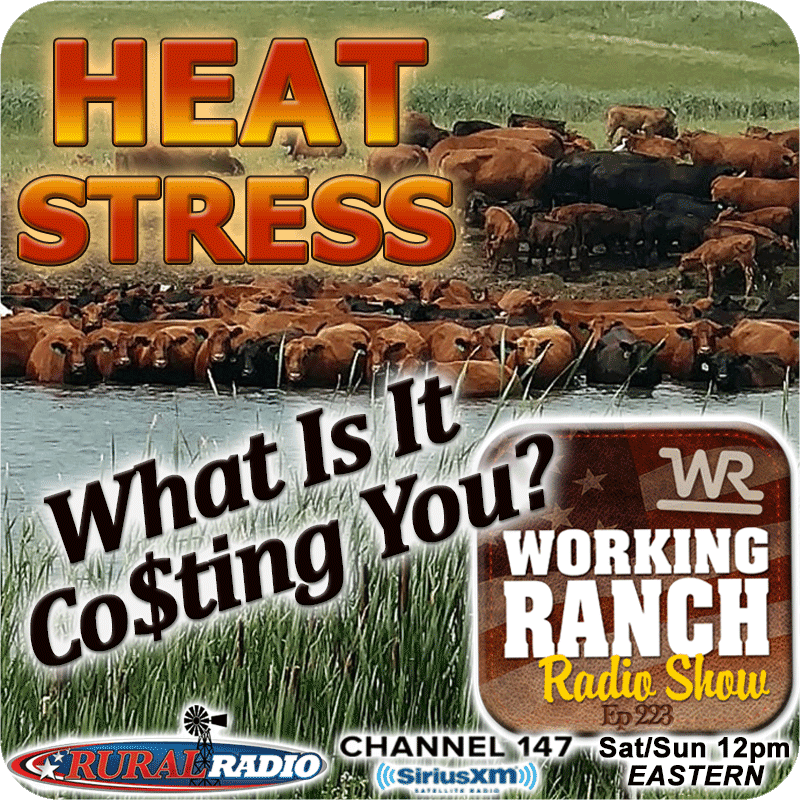Ep 223: Heat Stress: What It’s Really Costing Your Operation