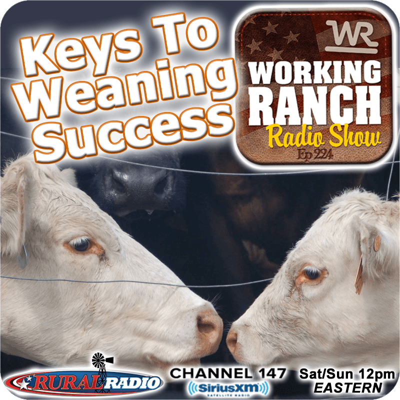 Ep 224: Keys To Successful Weaning w Dr. Ron Lemenager