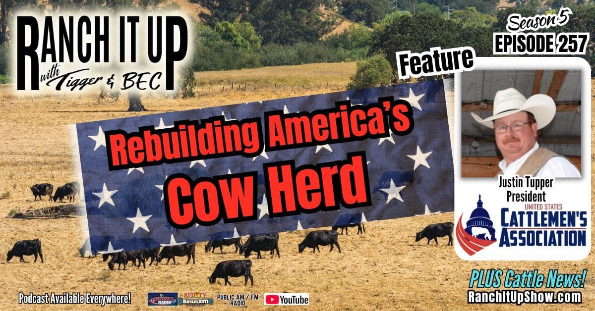 Rebuilding The U.S. Beef Cow Herd & Cattle Industry News