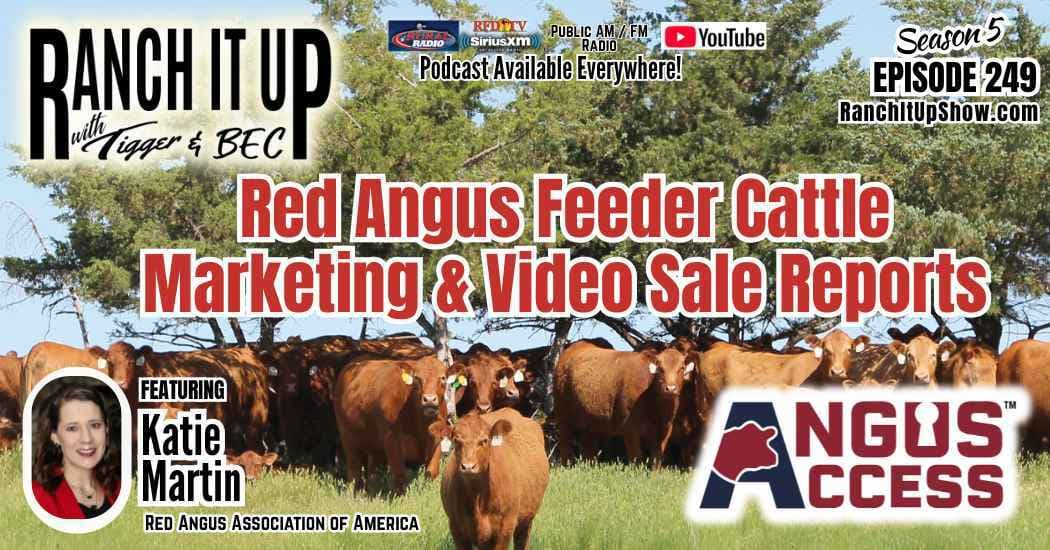 Red Angus Feeder Cattle Marketing & Video Sale Reports