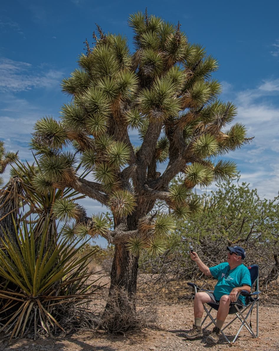 The Art Box - Episode 352 - Conversations in the Shade: Josie the Joshua Tree