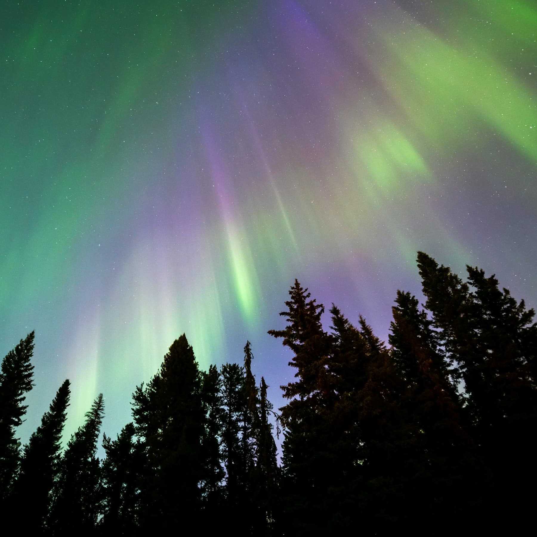 Northern Lights ~ Healing Ambient & Calming Crickets For Restorative Rest