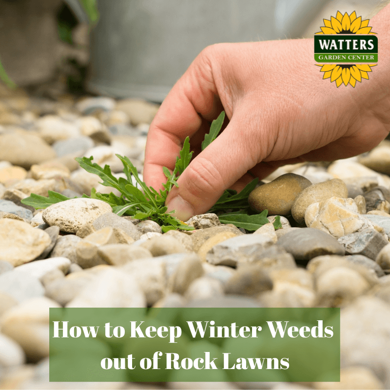 🌿 How to Keep Winter Weeds Out of Rock Lawns