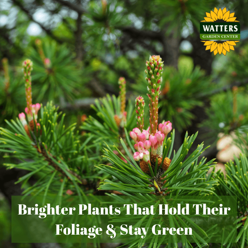 🌳 Brighter Plants That Hold Their Foliage and Stay Green