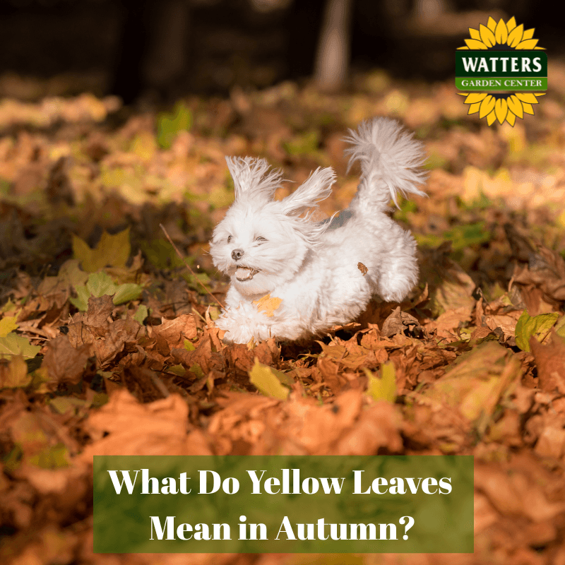 🍁 What Do Yellow Leaves Mean in Autumn?