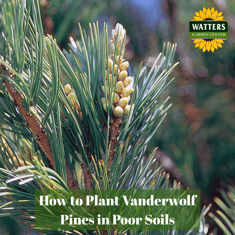 🌲 Q & A - How to Plant Evergreen Vanderwolf Pines in Poor Soils
