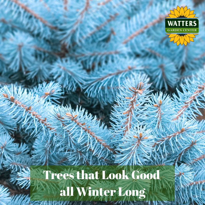 🌳 Trees that Look Good all Winter Long