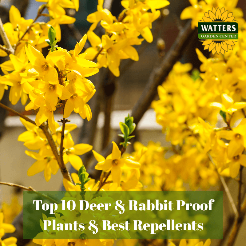 🦌 Top 10 Deer & Rabbit Proof Plants & Repellents