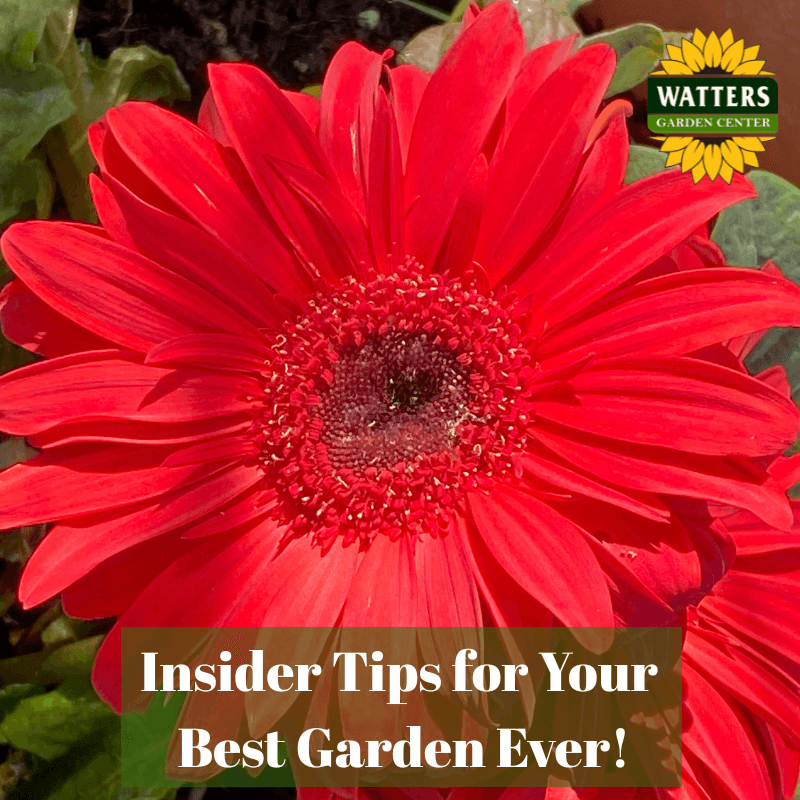 🎙️Welcome to Episode 25 – 39 of The Mountain Gardener Podcast with Ken and Lisa Lain!