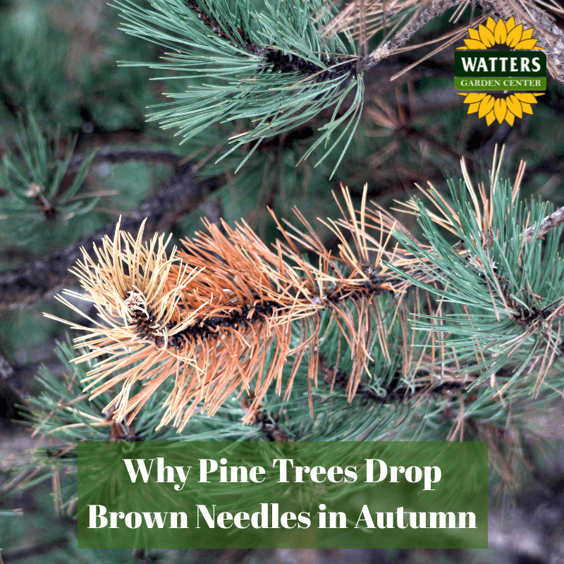 🌲 Why Pine Trees Drop Brown Needles in Autumn