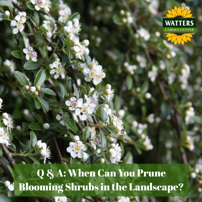 🌳 Q&A: When Can You Prune Blooming Shrubs in the Landscape?