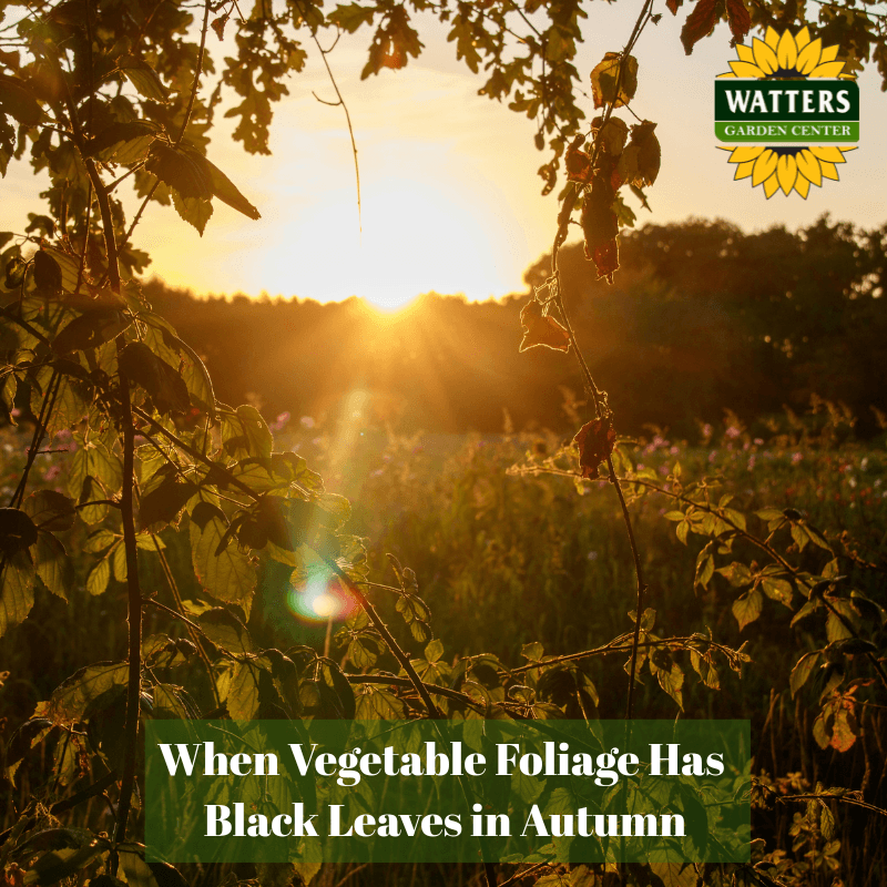🍂 When Vegetable Foliage Has Black Leaves in Autumn