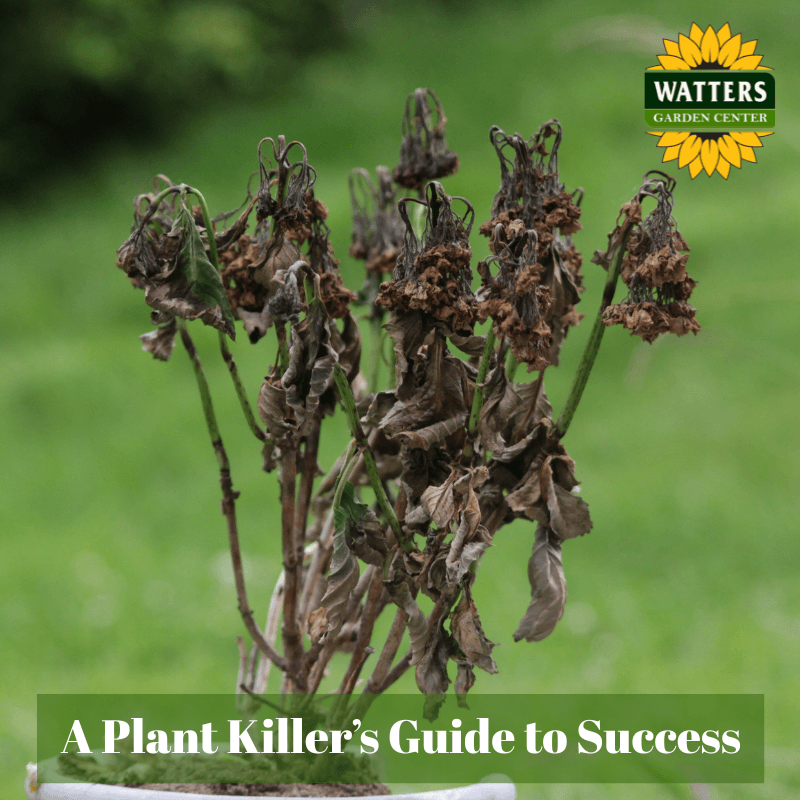 🌻 A Plant Killer’s Guide to Success