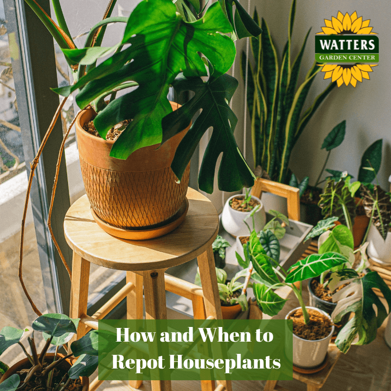 🪴How and When to Repot Houseplants