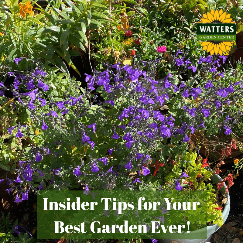 🎙️Welcome to Episode 25 – 40 of The Mountain Gardener Podcast with Ken and Lisa Lain!