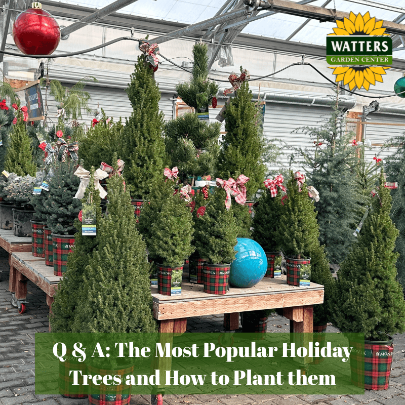 🌳 Q&A: The Most Popular Holiday Trees and How to Plant them