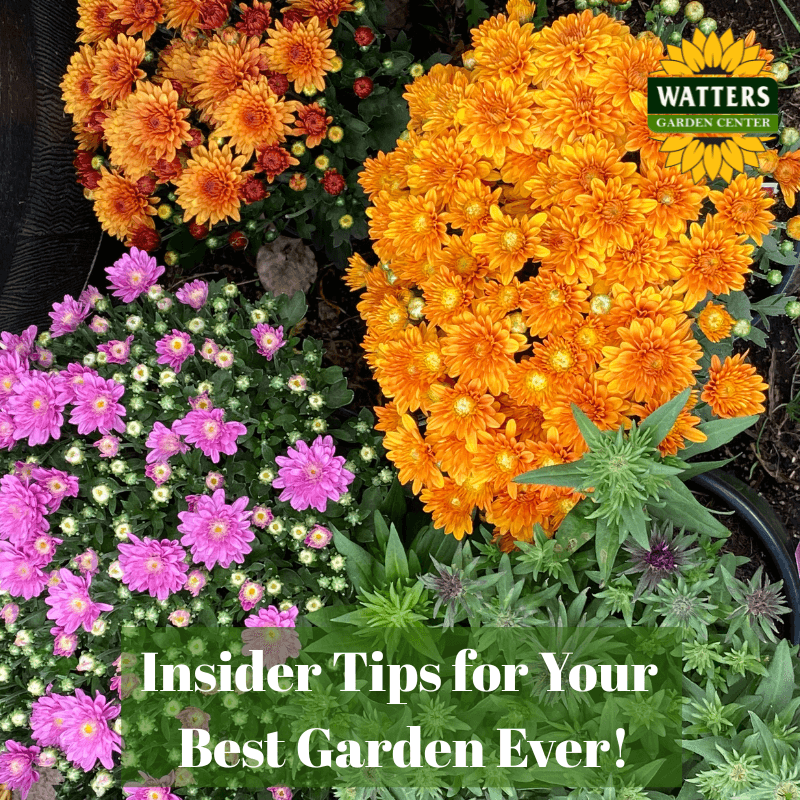 🎙️Welcome to Episode 25 – 37 of The Mountain Gardener Podcast with Ken and Lisa Lain!