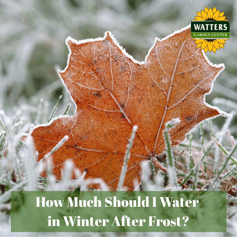 🪴 How Much Should I Water in Winter After Frost?