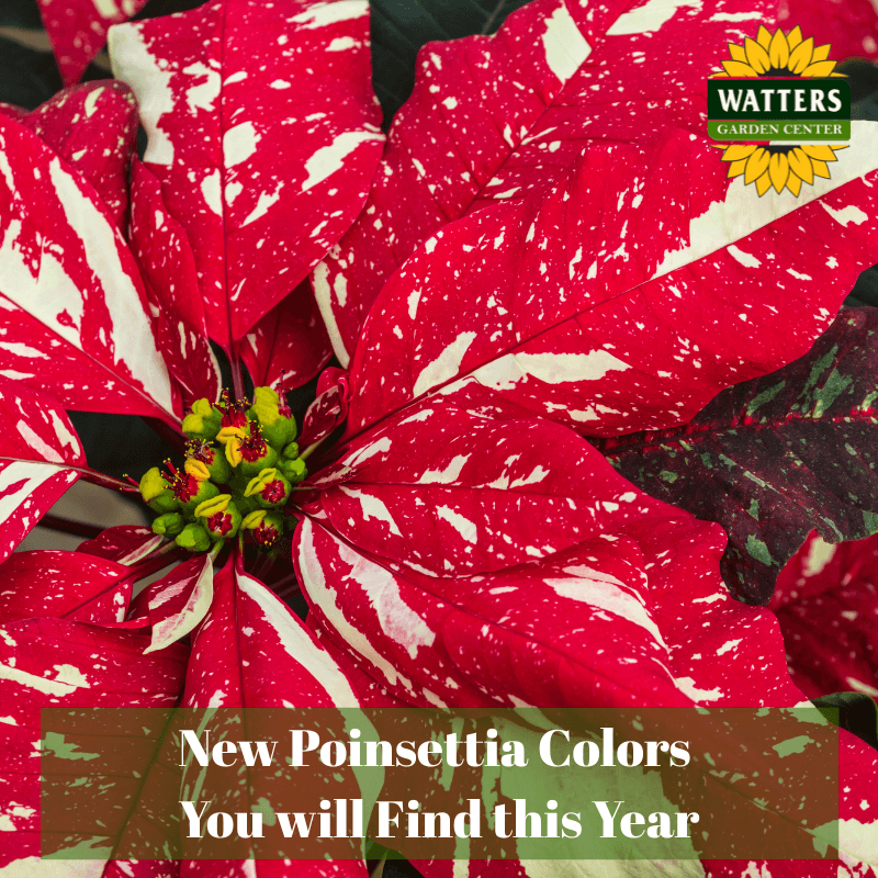 🌺 Newest Poinsettia Colors You Will Find this Year