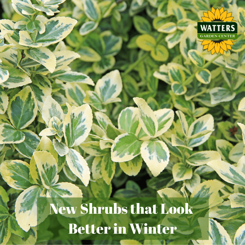 🌳 New Shrubs that Look Better in Winter