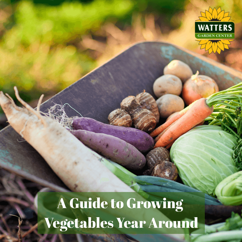 🥕A Guide to Growing Vegetables Year Around