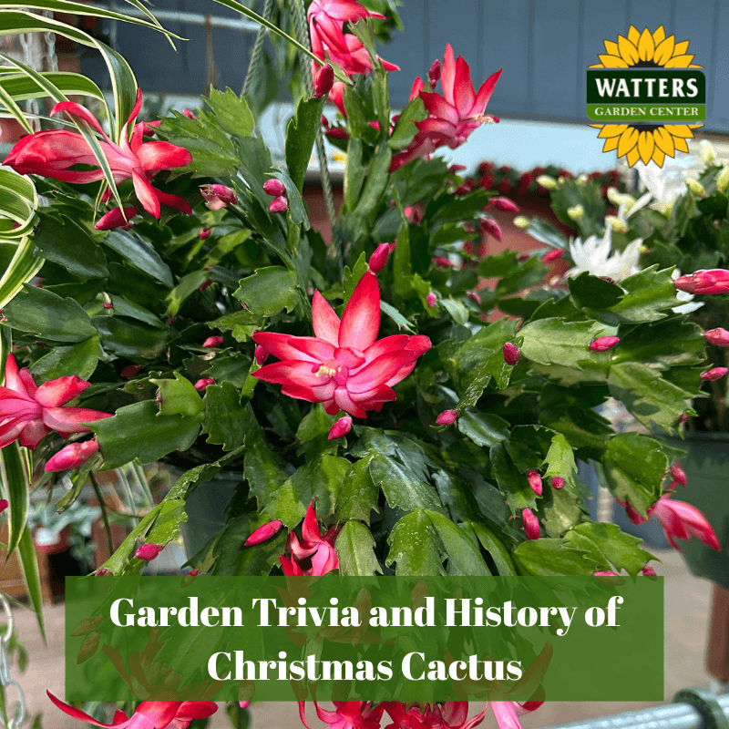 🪴Garden Trivia and History of Christmas Cactus