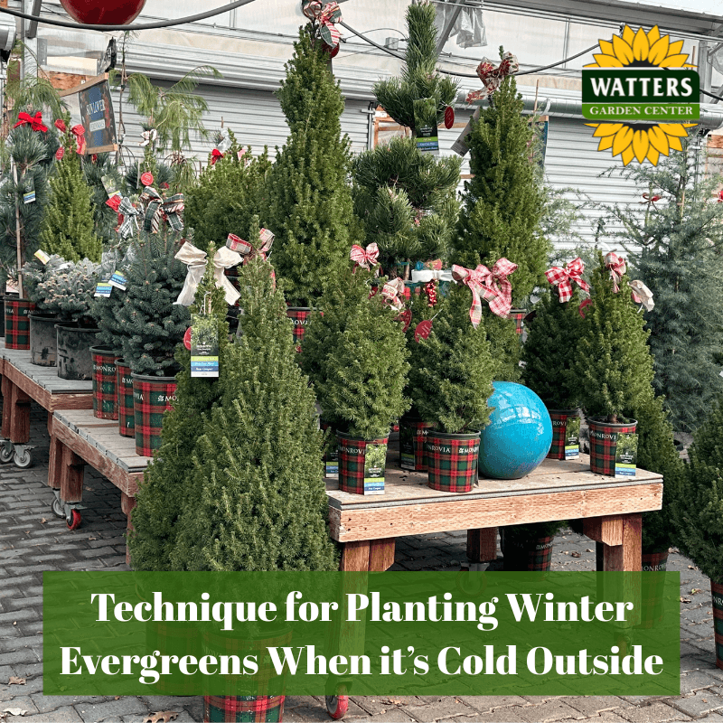 🌲How to Plant Winter Evergreens When It’s Cold Outside