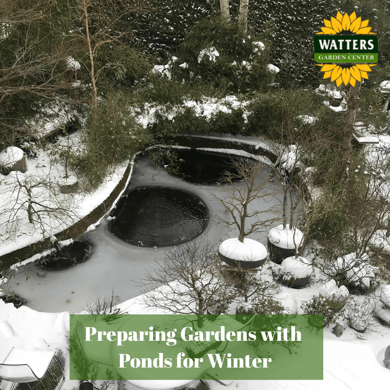 💦 Preparing Gardens with Ponds for Winter