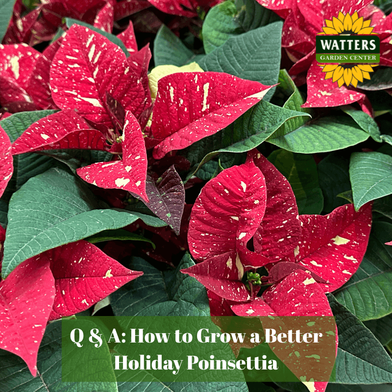 🌺 Q & A: How to Grow a Better Holiday Poinsettia