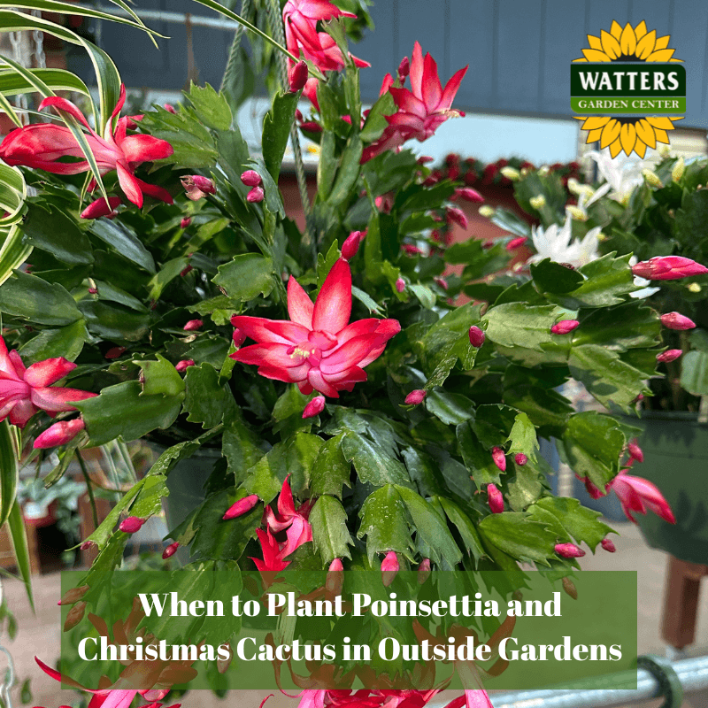 🎁 When to Plant Poinsettia and Christmas Cactus in Outside Gardens