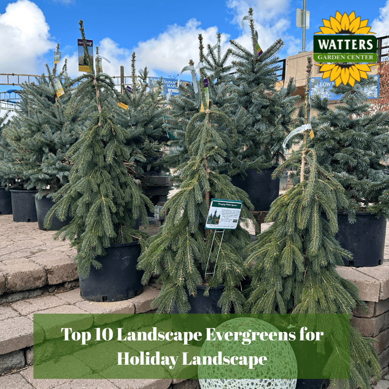 🌲 Top 10 Landscape Evergreens for Holiday Landscapes