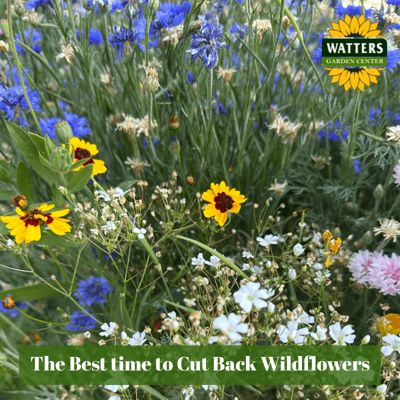 🌺 The Best Time to Cut Back Wildflowers