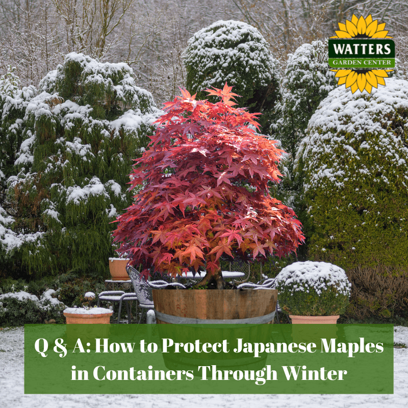 🍁 Q & A: How to Protect Japanese Maples Through Winter in Containers