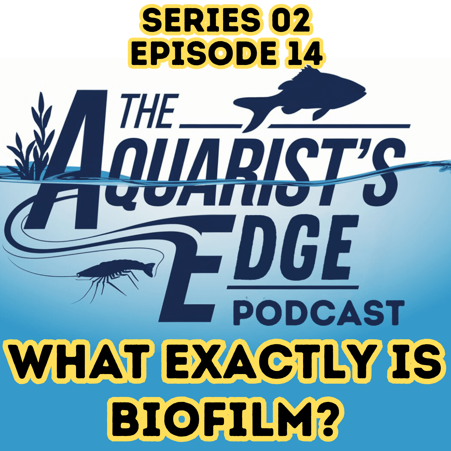 What Is Biofilm?