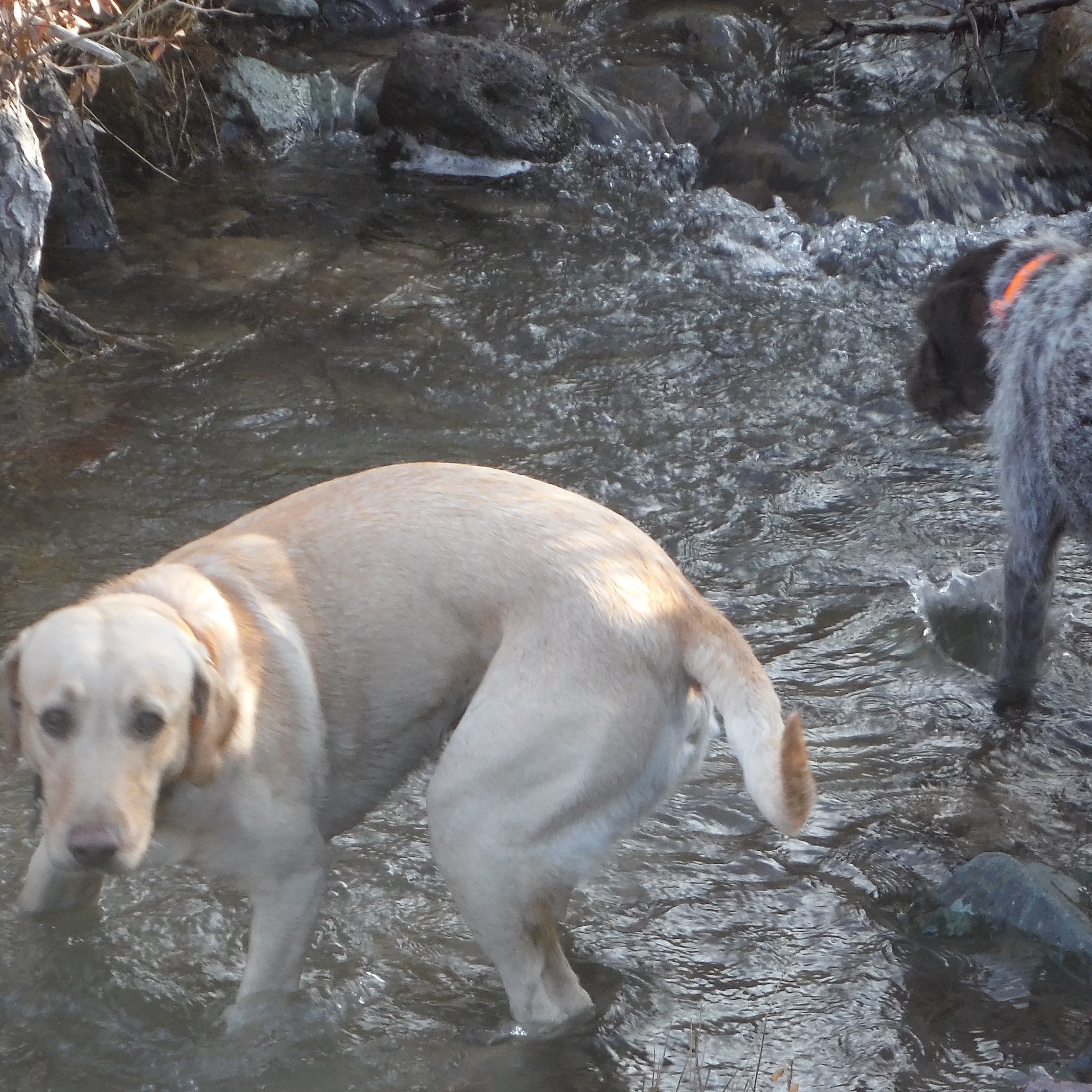 Season so far: bird hunting reports from the field