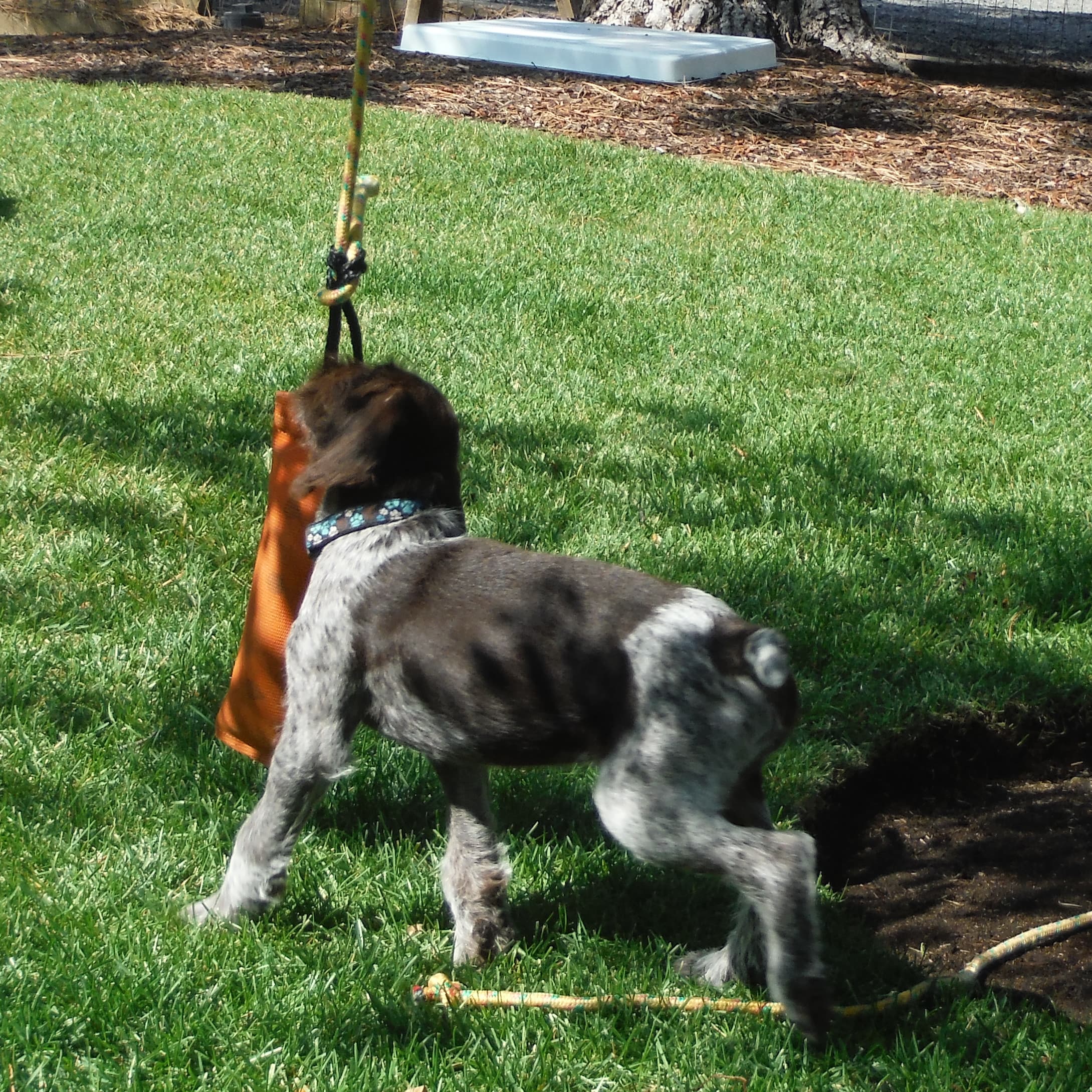 Insider edition: puppy gear for that first year