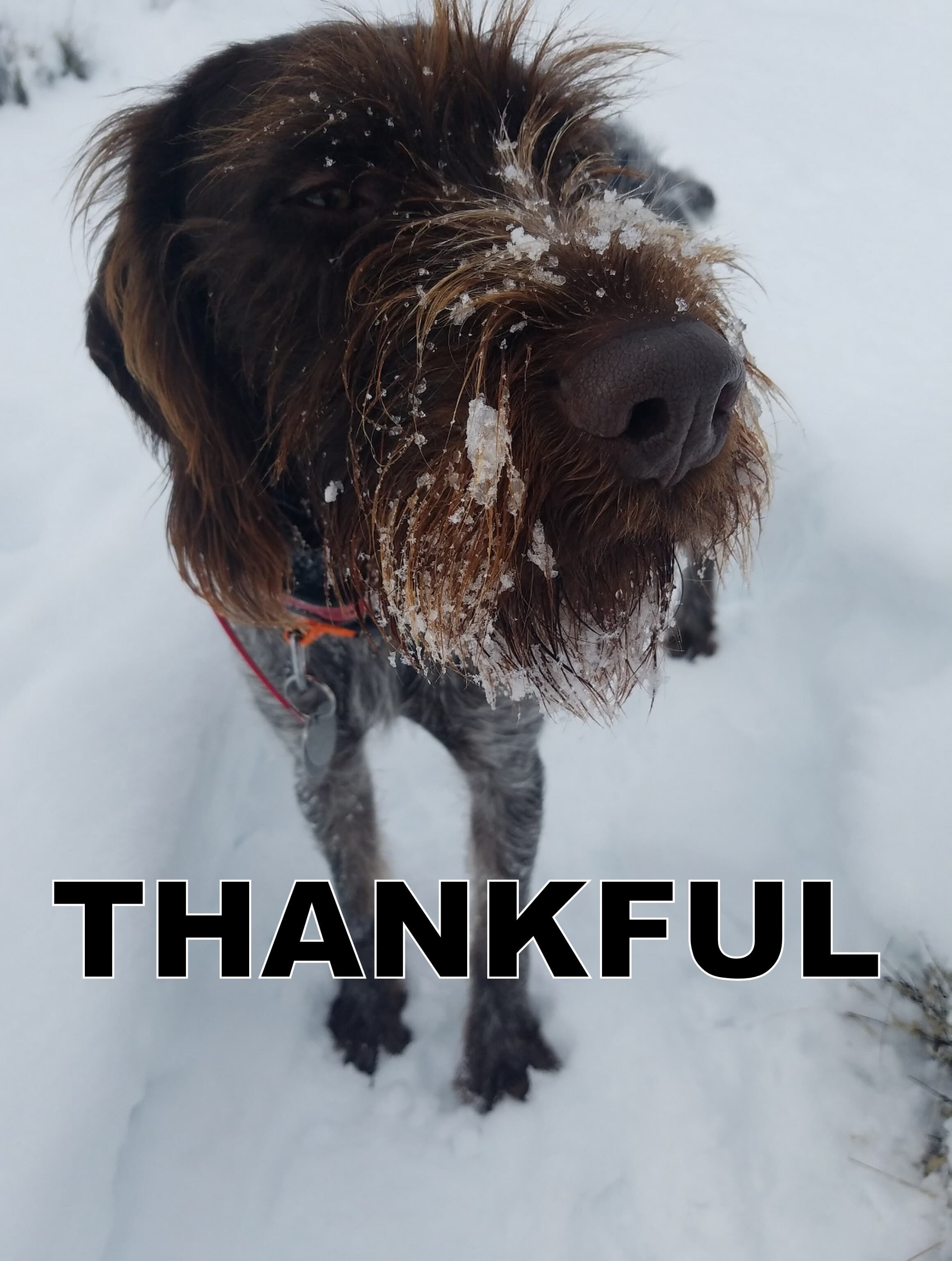 Insider edition: giving thanks, bird hunting version
