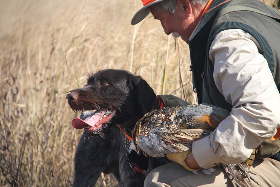 Insider: West's (sorta) best public pheasant hunting