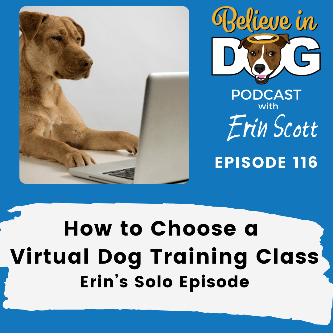 How to Choose a Virtual Dog Training Class