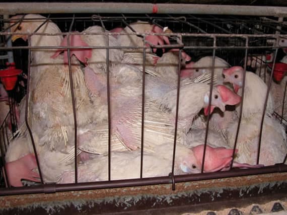 Solving the "egg crisis" means confronting the Factory Farming crisis: Jennifer Molidor on Bird Flu and Sustainable Food Solutions